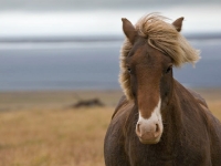 8715_pferd_0